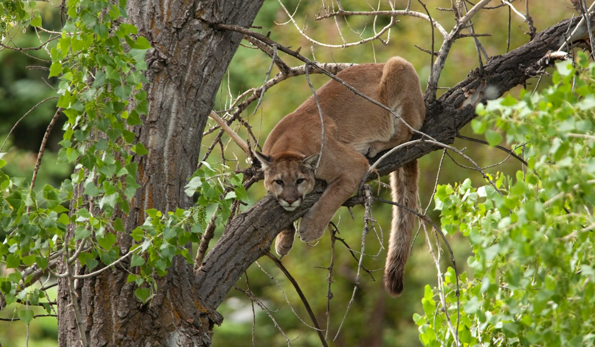 美洲狮真的就是美洲金猫吗,美洲狮是豹子还是狮子