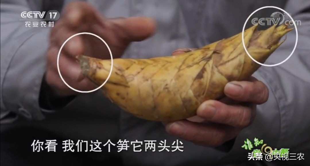 冬笋没能去除麻涩味吃了有害吗,冬笋如何焯水去涩味放冰糖和白醋