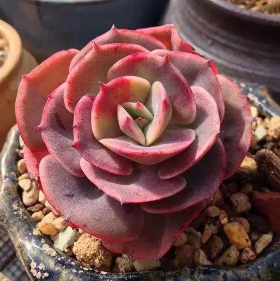 推荐轻松玩转100种常见多肉植物,700种多肉植物图鉴pdf百度云