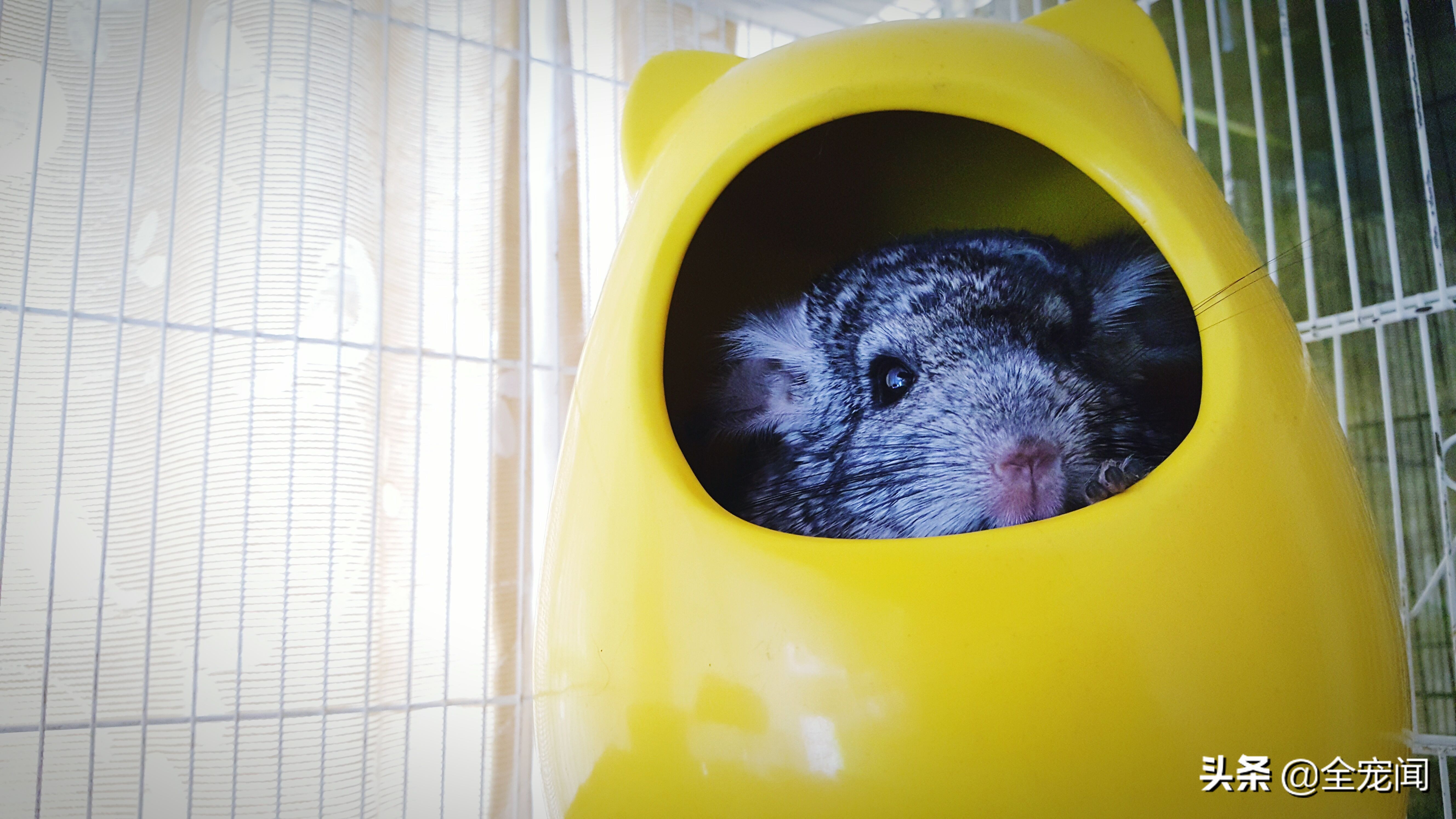 龙猫到底是个什么物种,宠物龙猫饲养注意事项有哪些