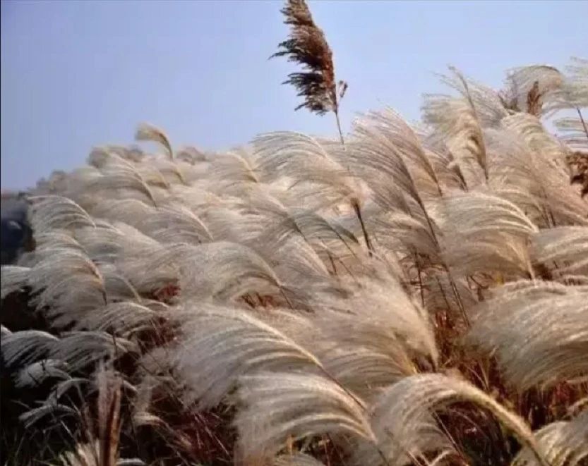 绽放的芦花（散文）作者：王学龙