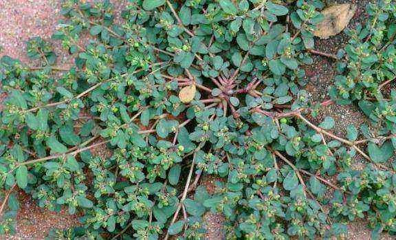 适合山东地区种植的珍稀树种,十种常见观赏草有哪些