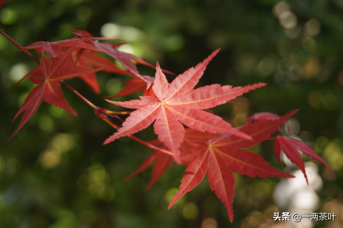 鲁西南方言杂谈-添箱