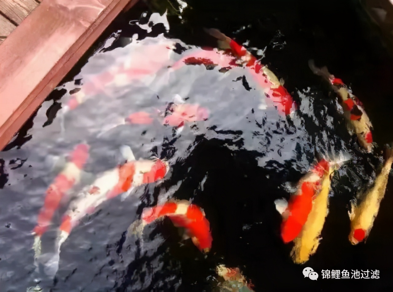 养锦鲤必备的一款鱼池过滤器,锦鲤鱼池过滤器自制方法