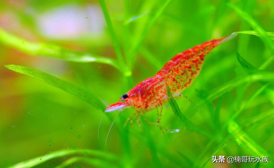 养观赏虾的正确方法和注意事项,适合新手饲养的观赏虾