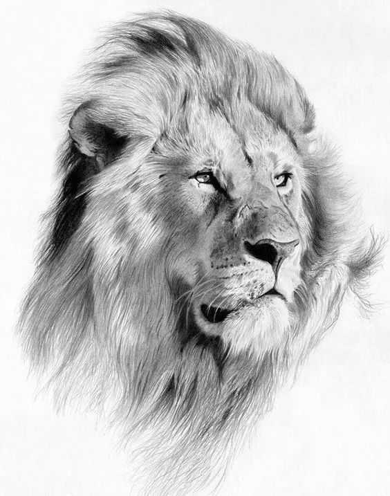 绱犳弿鍏ラ棬鍔ㄧ墿,绱犳弿鍔ㄧ墿瑙ｆ瀽