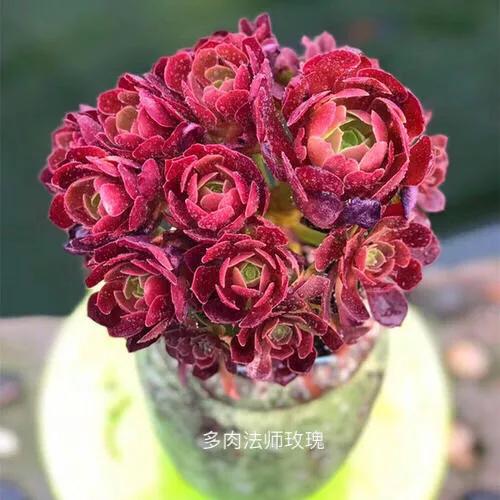 好看好养的多肉类植物,多肉类植物好看