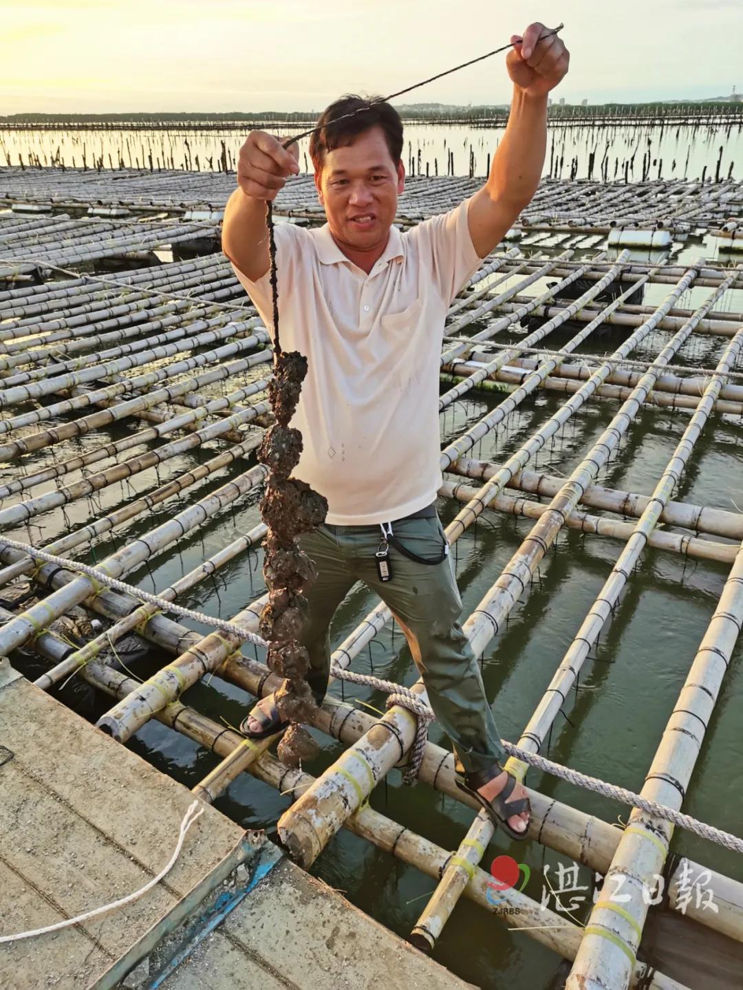 不孕不育更好吃？这种湛江生蚝无心恋爱专注长肉