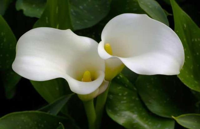 马蹄莲的养护是放在阳面还是阴面,马蹄莲冬季室内怎么养