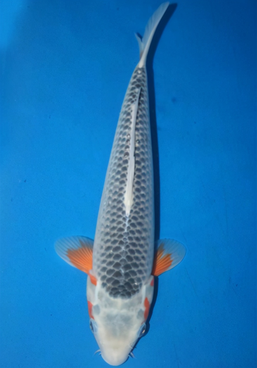 锦鲤的十三个大类名字叫什么,锦鲤十三鳞