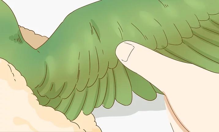 雏鸟羽毛有屎怎么处理,雏鸟翅膀羽根有血