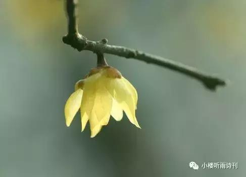 著名儿童文学家说寓言是一个魔袋,寓言是一个魔袋仿写