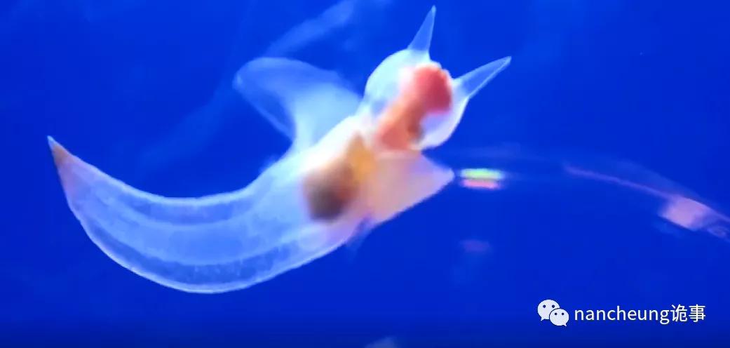 深海迷航第49天神秘生物,深海海底神秘的10种生物