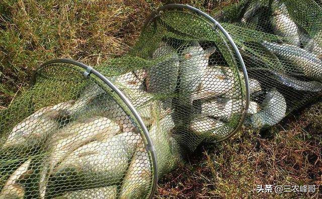 市场上各种钓鱼小药真的管用吗,常见钓鱼小药有哪些