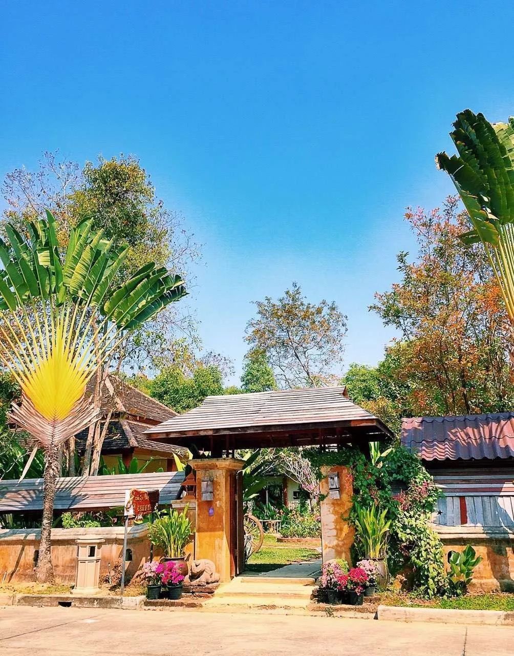 泰国清迈特产水果,泰国清迈的玫瑰