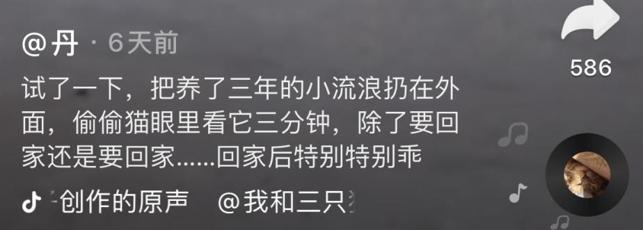 教你5招让你高冷的猫咪变得粘人,猫咪高冷不亲人