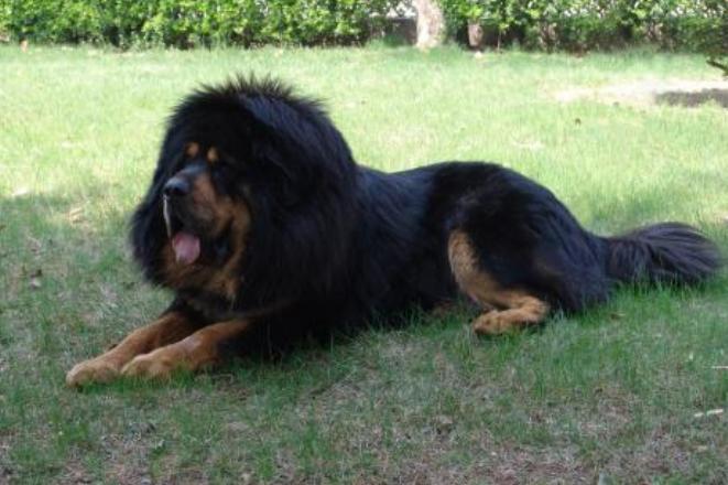 只有富人才能买的狗,只有土豪才养得起的狗