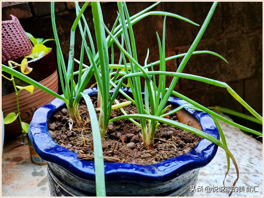 出门限行？绿色蔬菜多买点，教您保存妙招，半个月不出门还有菜吃