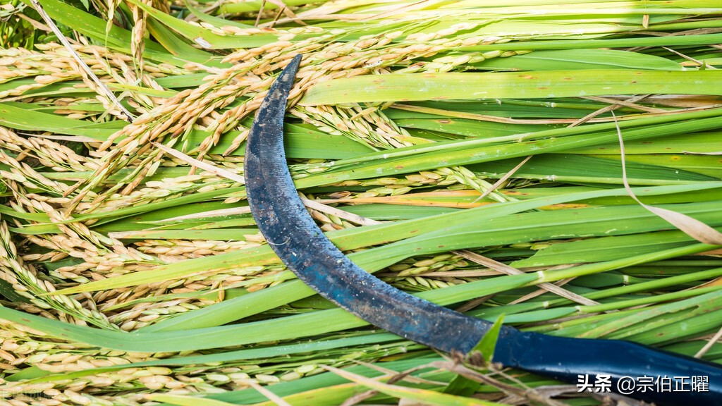 炮轰“甲骨简牍”第十三弹｜假“契文”充雅，实陋知真愚