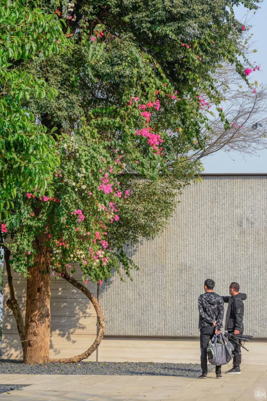 莲花山绿了没,莲花山红色景点有哪些