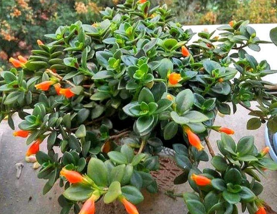 金鱼吊兰很多花苞怎么就不开花,金鱼吊兰开花期间怎么养护和浇水