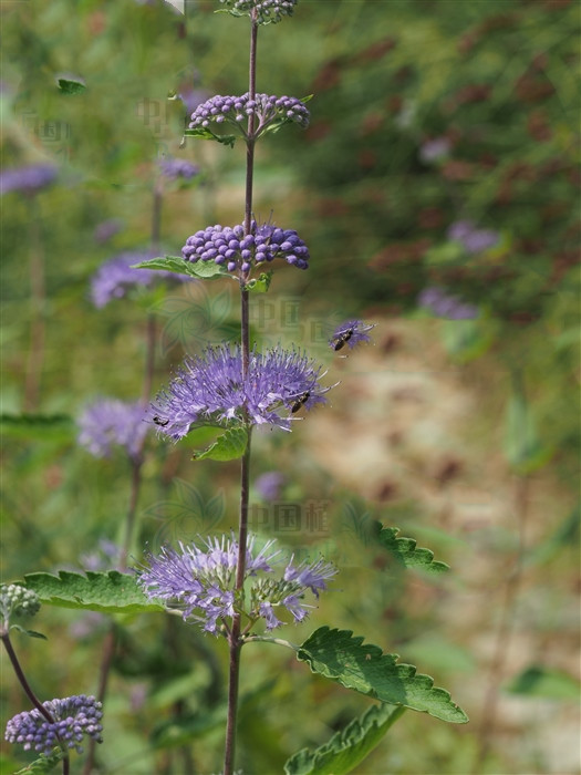 兰香草,见过吗?内治呼吸道感染,支气管炎;外治湿疹,皮肤瘙痒