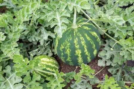 看西瓜纹路认西瓜生熟,怎样从纹路上判断西瓜生熟