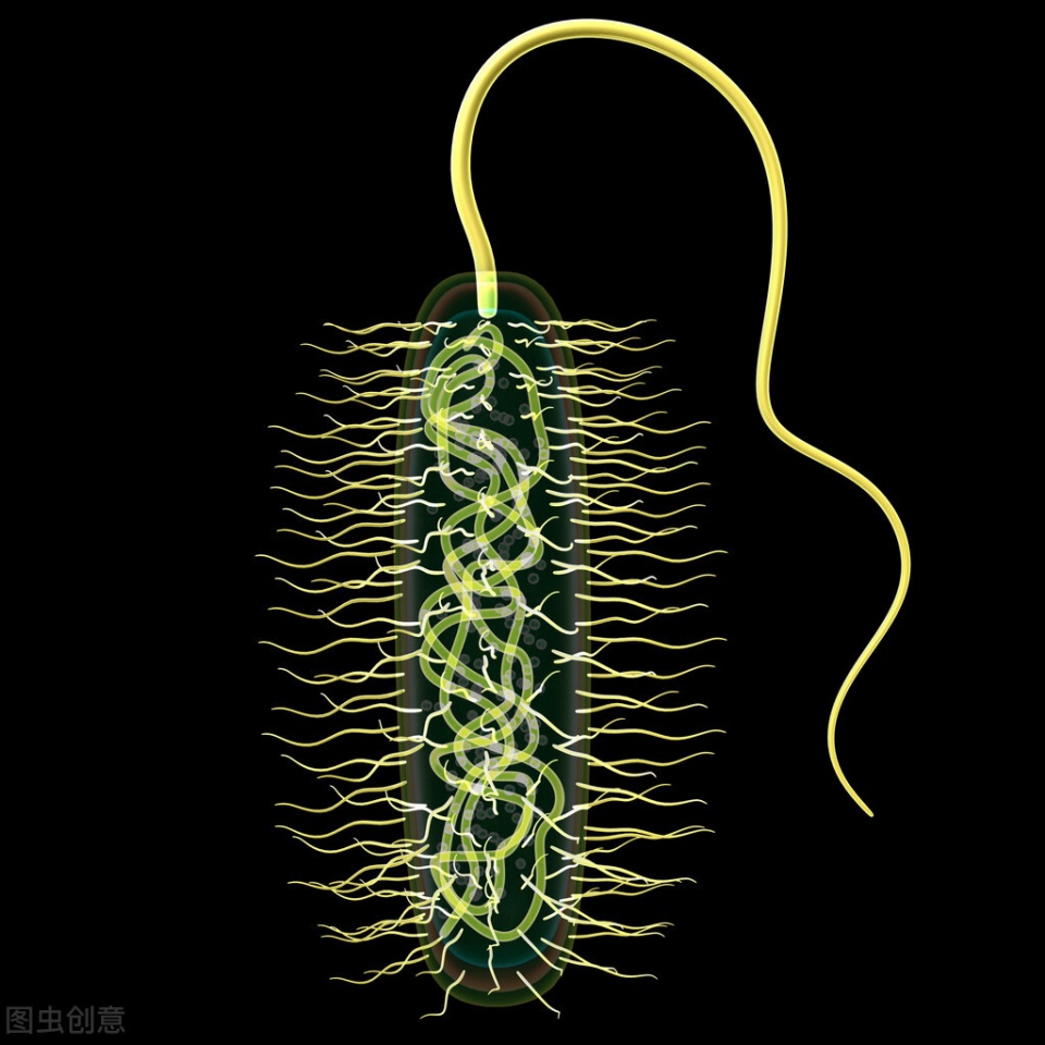治疗幽门螺杆菌新二联疗法,治疗幽门螺杆菌用三联疗法