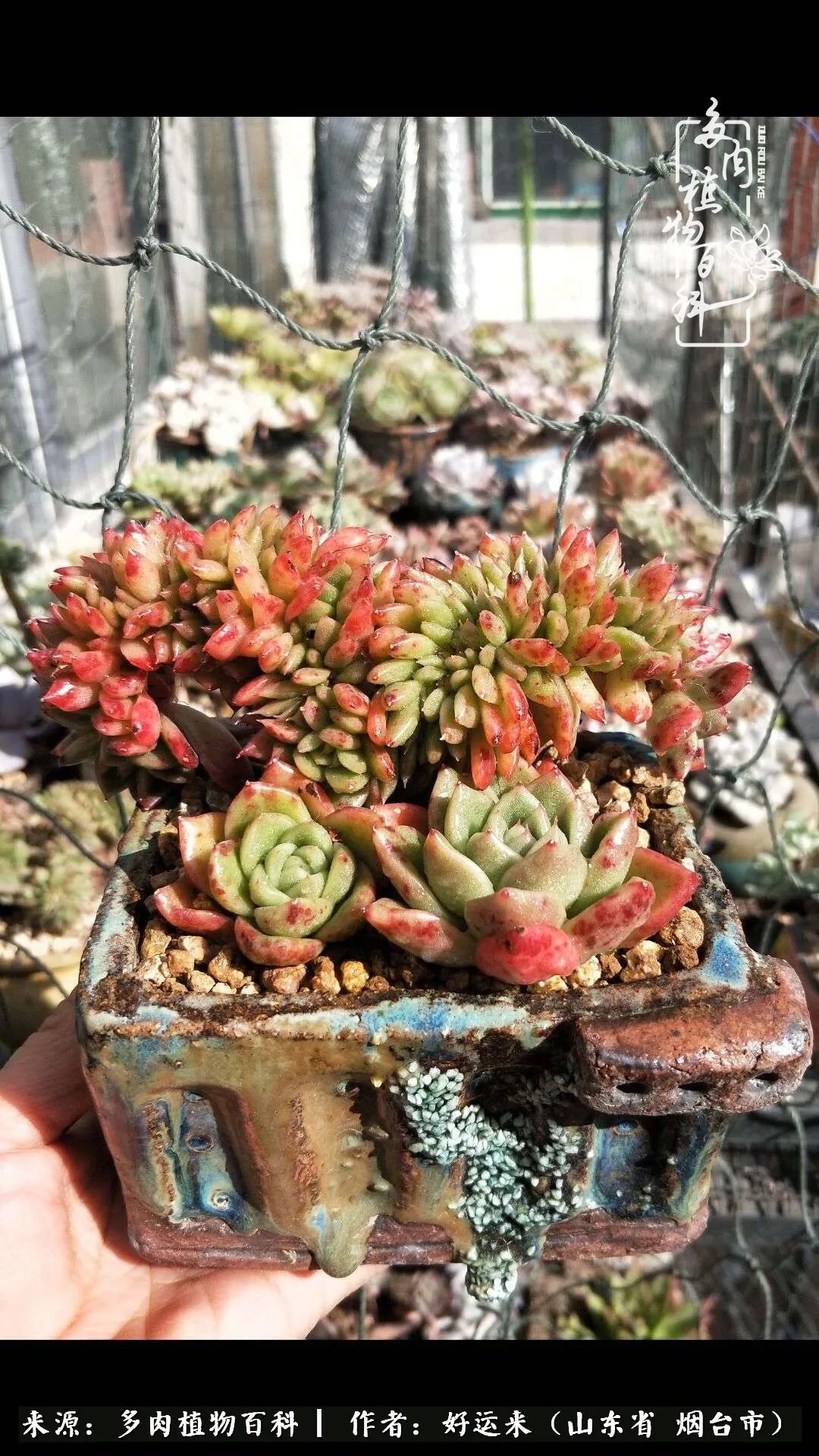 这世上怎么会有那么可爱的小可爱,这世上怎么有这么可爱的小生物