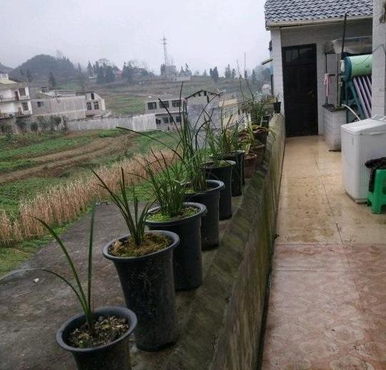 兰花盆栽适合放室外还是室内,盆栽兰花可以淋雨吗