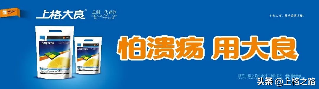 柑橘溃疡病防控口诀,丙森锌能预防柑橘溃疡病吗