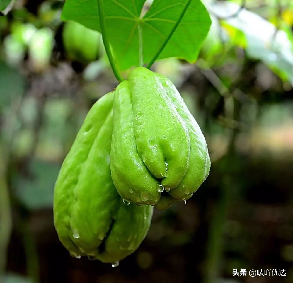 佛手瓜和什么水果像,佛手瓜长什么样子怎么吃