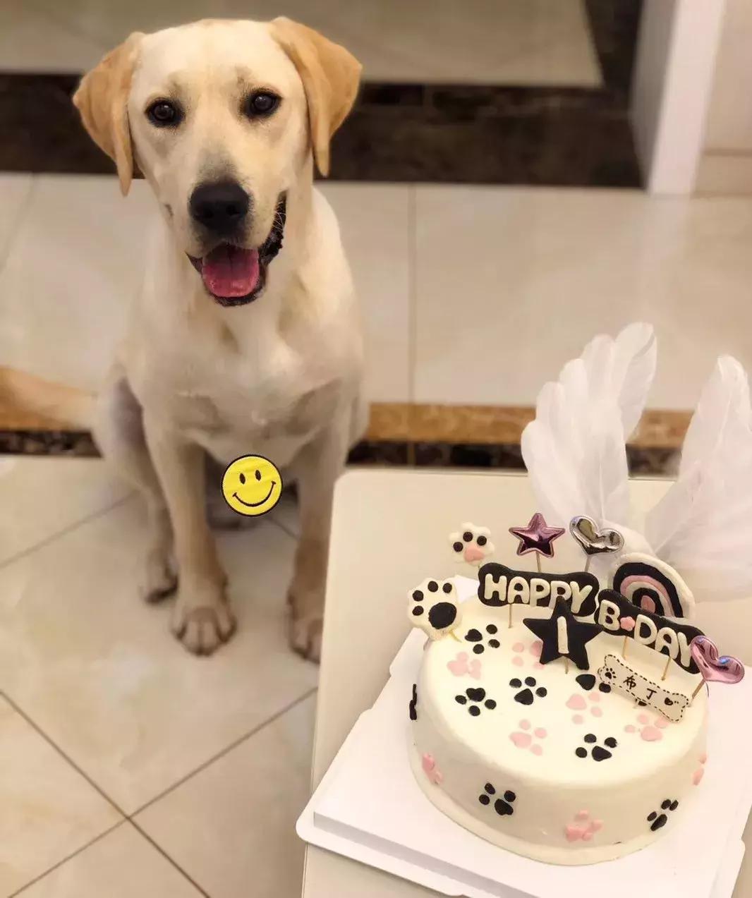 「活动」表达爱的方式有很多，选择联萌宠物餐厅是最直接的一种