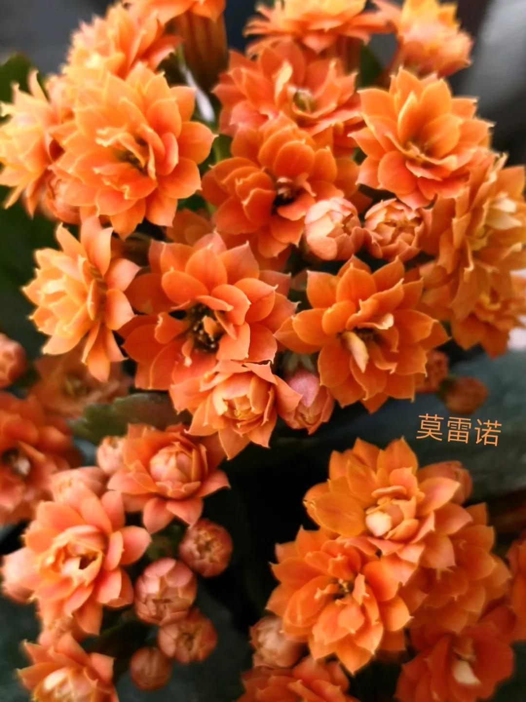 长寿花，寓意好、开花漂亮，花期长，品种多达300个