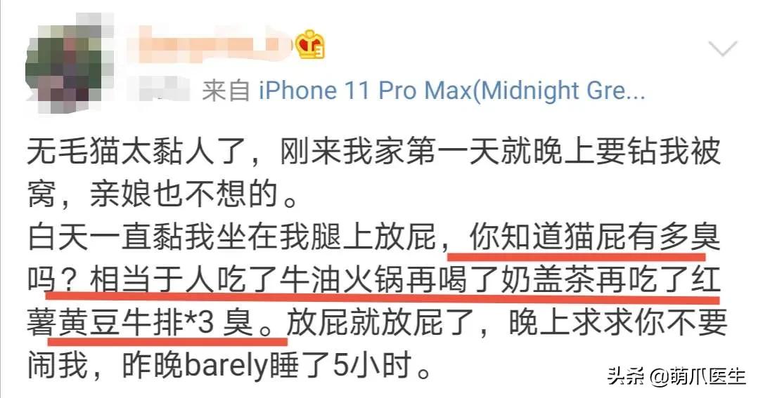 猫放屁把自己臭吐了,猫居然也会吐口水