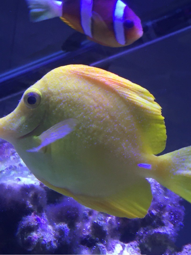 十大最好看的观赏鱼图片大全,十种最漂亮的观赏鱼图片