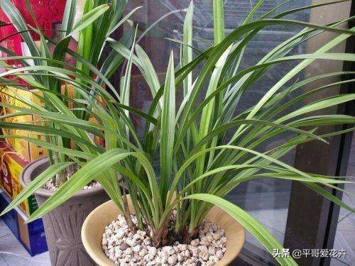 植物发生永久萎蔫用什么方法,植物高温叶子萎蔫怎么回事