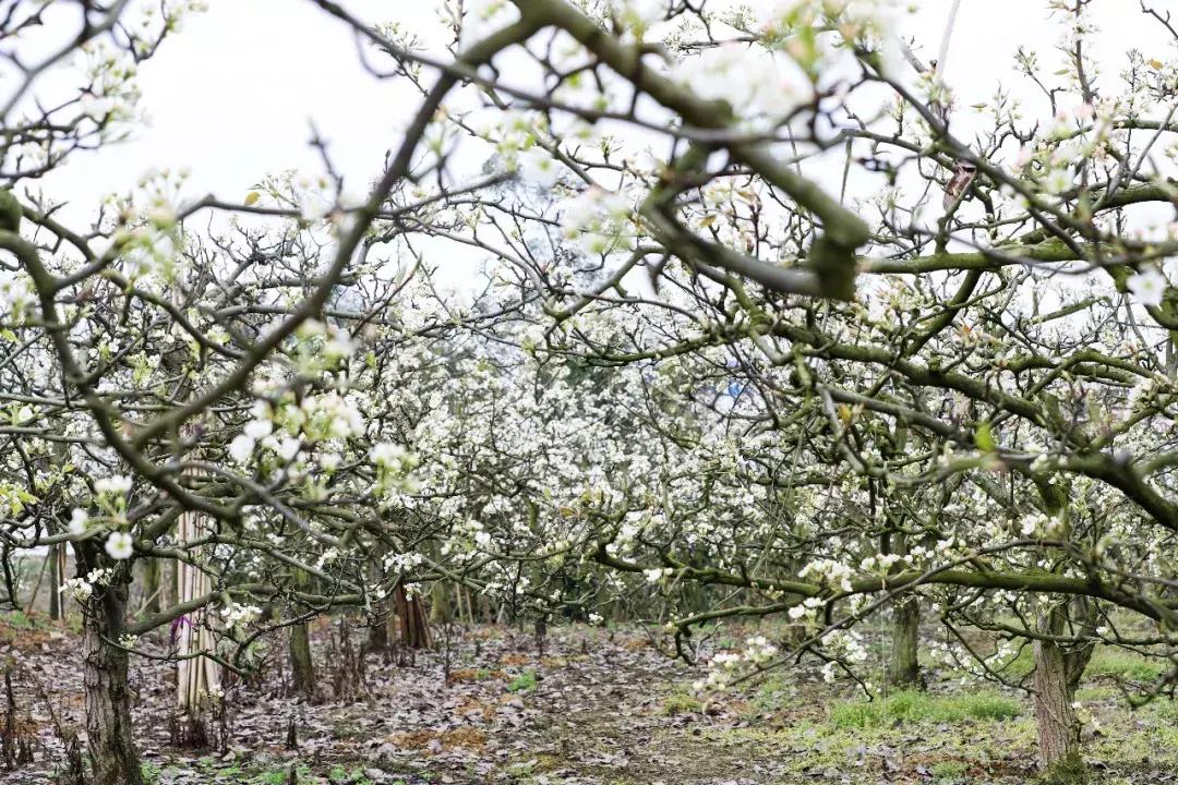 自驾旅游沿着g30高速公路看风景,沿g318去拉萨一路海拔