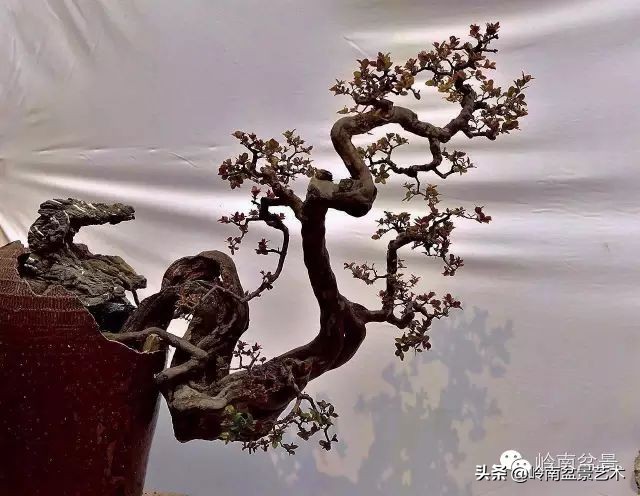 鎮礀缁濆閫㈢敓,鎮礀鐩嗘櫙澶у叏