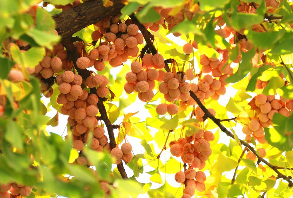 路边的树叶不要捡,银杏树在乡村两旁可以摘吗