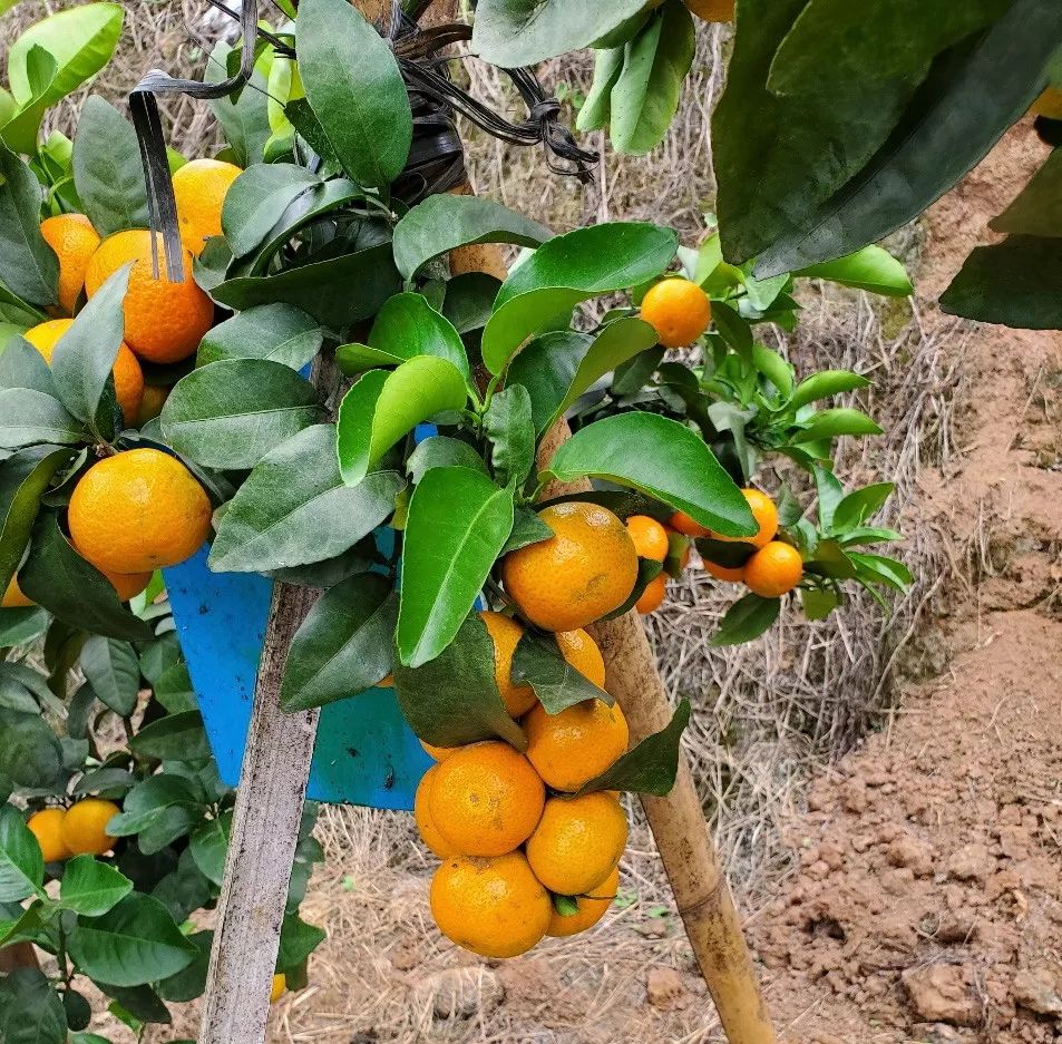 金秋砂糖桔2020年11月6日收购价,金秋砂糖桔现在能卖多少钱一斤