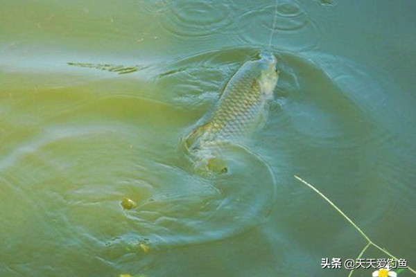 野钓草鱼视频大全完整版,野钓草鱼调漂的正确方法与技巧