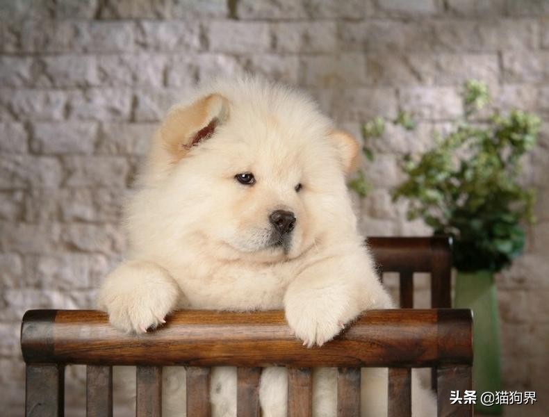 松狮犬断奶后喂多少狗粮,刚刚断奶狗不吃东西没精神怎么办