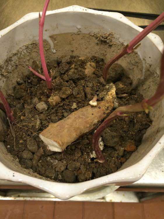 阳台花盆种蔬菜能浇黄豆水吗,在家里用花盆种植山药