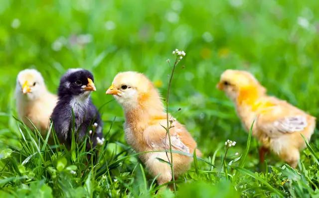 一个月小鸡怎么辨别公母,小鸡孵化怎么辨别公母