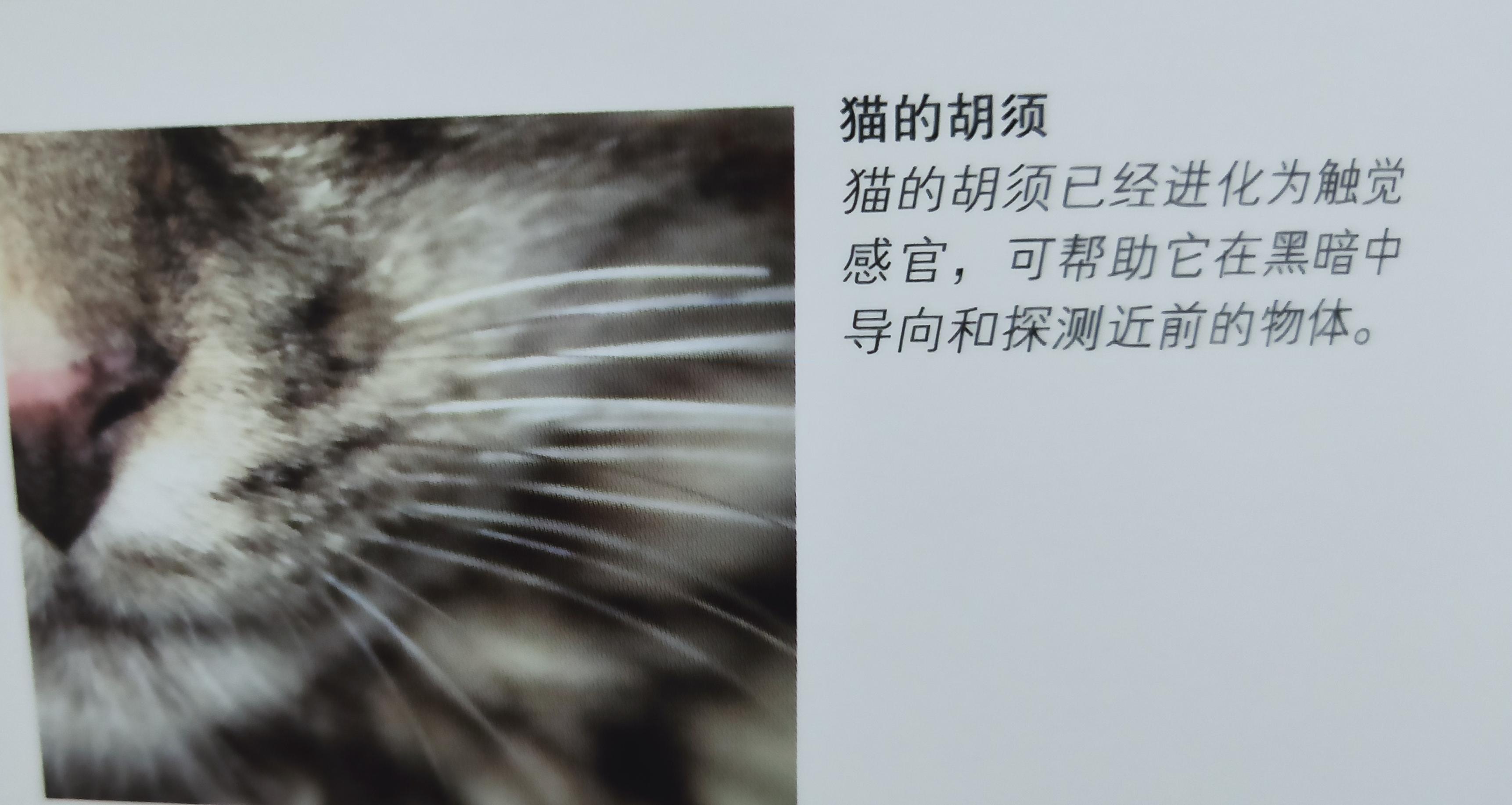 有些人家里养了非常多的猫咪,很多人都养猫咪的原因