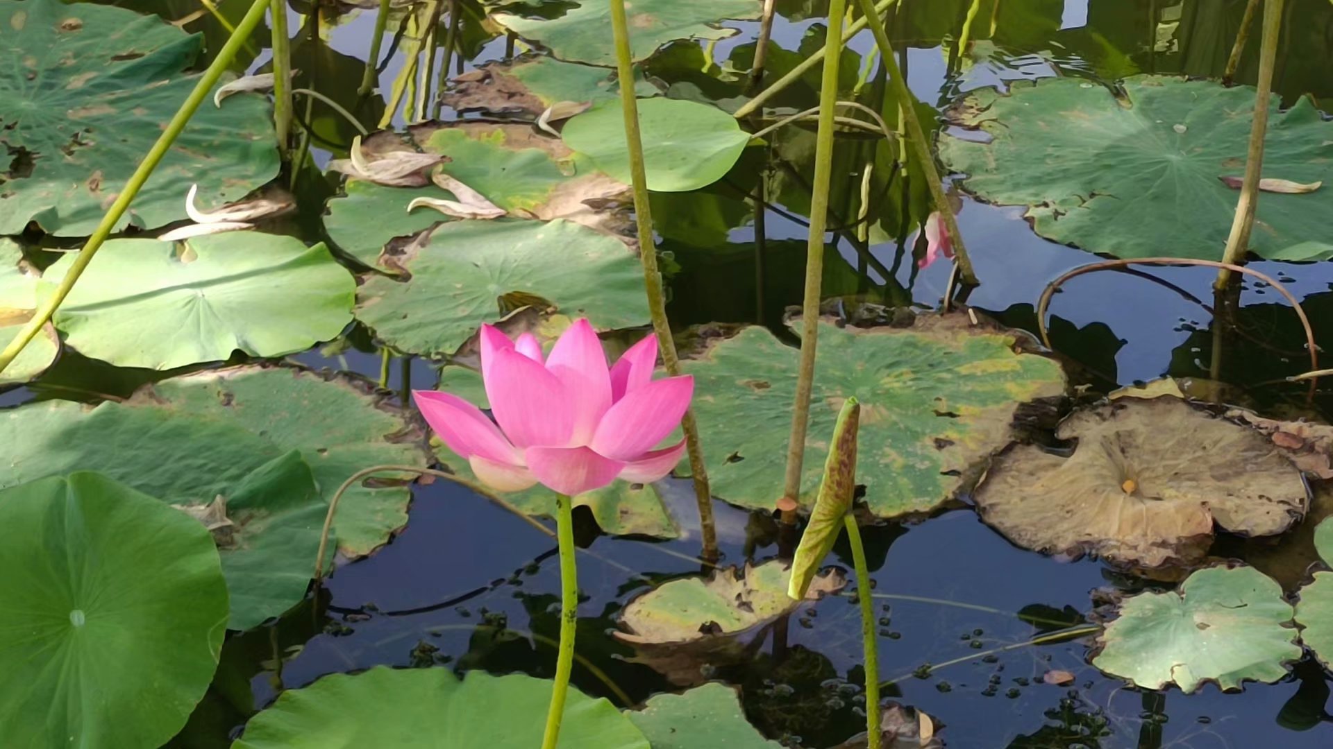 出淤泥而不染濯清涟而不妖歌曲,出淤泥而不染濯清涟而不妖意思