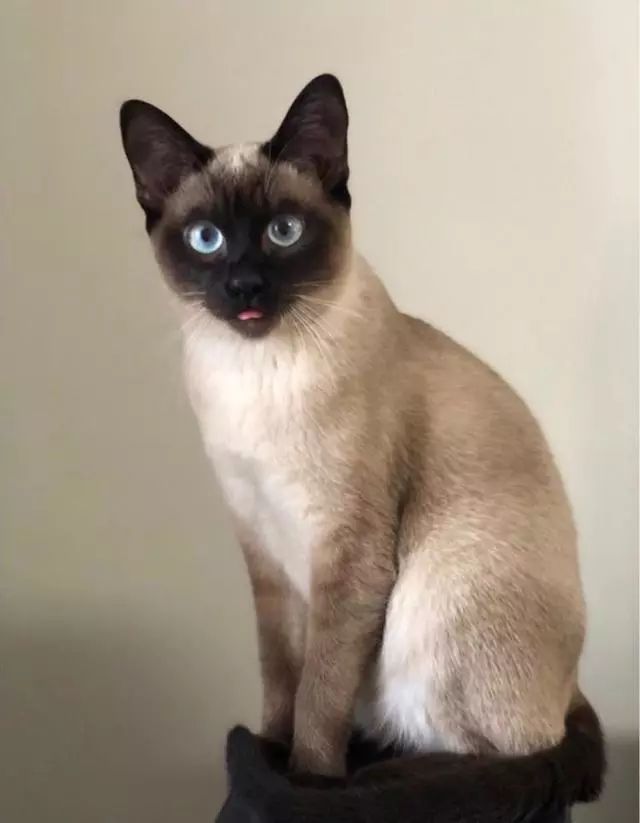 新西兰惊现心机猫，一猫侍二主蹭吃十年