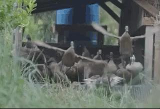 豆瓣9.3分这对夫妻打造1200亩生态农场，“堪称美版「李子柒」”