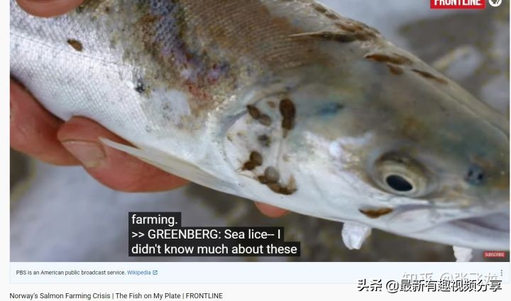 挪威三文鱼养殖环境恶劣纪录片,挪威三文鱼养殖环境恶劣新闻